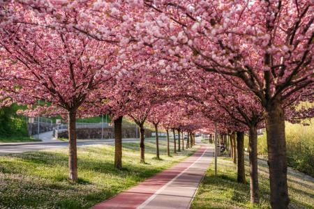  Japonske češnje v polnem razcvetu